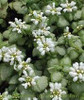 Lamium maculatum White Nancy 10ct Flat