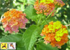 Lantana camara Miss Huff 18ct Flat