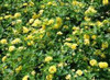 Lantana Chapel Hill Yellow PPAF 10ct Flat