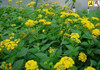 Lantana x New Gold 18ct Flat