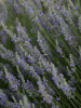 Lavandula x intermedia Provence 10ct Quarts