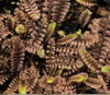 Leptinella squalida Platts Black 10ct Flat