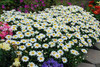 Leucanthemum superbum Snowcap