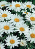 Leucanthemum superbum Snowcap