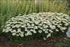 Leucanthemum superbum Snowcap