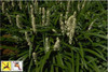 Liriope muscari Monroes White 18ct Flat