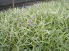 Liriope muscari Variegata 36ct Flat