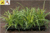 Liriope muscari Variegata 36ct Flat