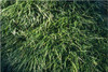 Liriope spicata 36ct Flat