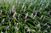 Liriope spicata 36ct Flat