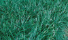 Liriope spicata 36ct Flat