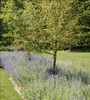 Nepeta faassenii 'Walker's Low' (3.5 inch pot)