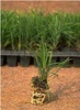 Ophiopogon japonicus Nana 72 cell pack