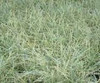 Ophiopogon japonicus Nana Variegata 10ct Flat