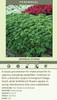 Pachysandra terminalis Green 18ct Flat