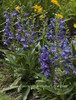 Penstemon barbatus Pinacolada Series-Violet 10ct Quarts