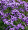 Phlox divaricata Mary Helen