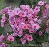 Phlox paniculata Bartwelve PP11804 Pink Flame 10ct Quarts