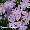 Phlox subulata Blue 10ct Flat