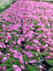 Phlox subulata Pink 18ct Flat