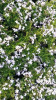 Phlox subulata White 18ct Flat