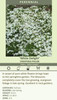 Phlox subulata White 18ct Flat