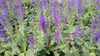 Salvia nemorosa May Night