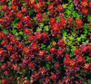 Sedum globosum Old Man Bones 10ct Flat