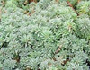 Sedum hispanicum minus 10ct Flat