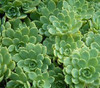 Sedum pachyclados 10ct Flat