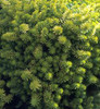 Sedum rupestre Angelina
