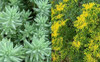 Sedum rupestre Blue Spruce 18ct Flat