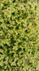 Selaginella kraussiana Aurea 10ct Flat