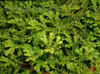Selaginella kraussiana Aurea 10ct Flat