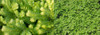 Selaginella kraussiana Aurea 10ct Flat
