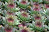 Sempervivum Black 10ct Flat