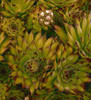 Sempervivum Black 10ct Flat