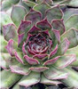 Sempervivum Black 10ct Flat