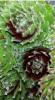 Sempervivum Jade Rose 10ct Flat