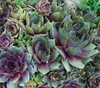 Sempervivum Krebs 2 10ct Flat