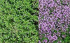 Thymus serpyllum Pink Chintz 10ct Flat Thymus serpyllum Pink Chintz 10ct Flat