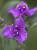 Tradescantia Concord Grape