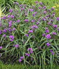 Tradescantia Concord Grape