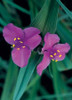Tradescantia Concord Grape