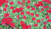 Verbena peruviana Creeping Red 10ct Flat