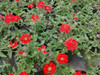 Verbena x Homestead Red 10ct Flat