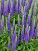 Veronica spicata Royal Candles PP18932 10ct Quarts