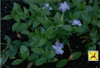 Vinca minor 18ct Flat