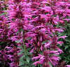 Agastache Grape Nectar Hyssop 10ct Quarts
