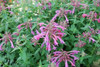 Agastache Grape Nectar Hyssop 10ct Quarts